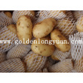 Fresh Holland Potato Boa Qualidade